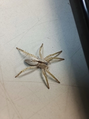 Arachosia praesignis