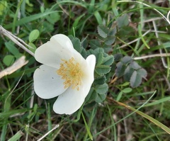 Rosa spinosissima