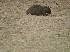 Galea leucoblephara