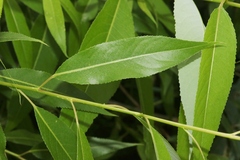 Salix amygdaloides