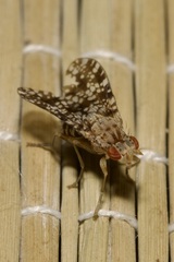 Trypetoptera punctulata