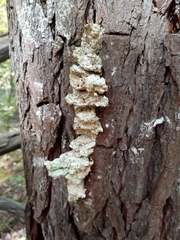 Agaricomycotina