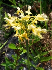 Platanthera × bicolor