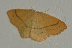 Cyclophora linearia