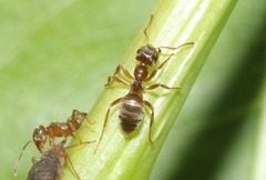 Lasius neoniger