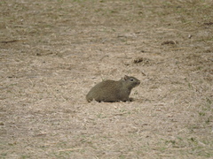 Galea leucoblephara