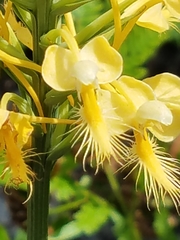 Platanthera × bicolor