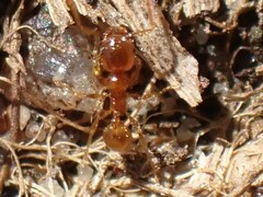 Pheidole tysoni
