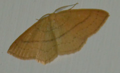 Cyclophora linearia