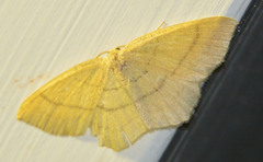 Cyclophora linearia