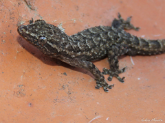 Hemidactylus agrius