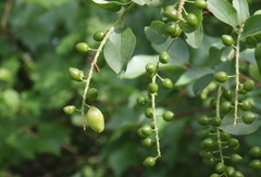 Contarinia virginianiae