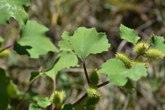 Xanthium orientale