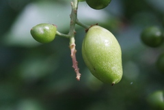 Contarinia virginianiae