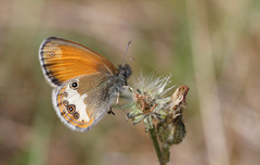 Coenonympha arcania