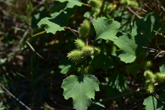 Xanthium orientale