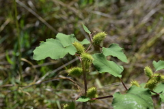 Xanthium orientale