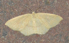 Cyclophora linearia