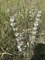 Monarda pectinata