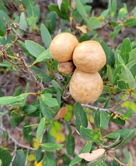 Andricus vacciniifoliae