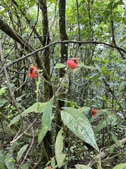 Palicourea tomentosa