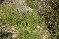 Oncosiphon suffruticosus