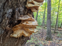 Climacodon septentrionalis