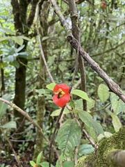 Palicourea tomentosa