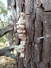 Agaricomycotina