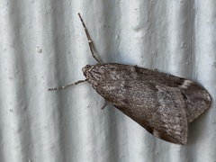 Alsophila pometaria