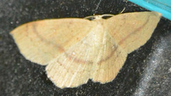 Cyclophora linearia