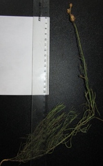 Linaria macroura