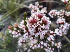 Erica walkeria
