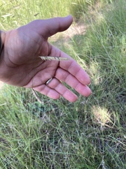 Bouteloua hirsuta