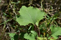 Xanthium orientale