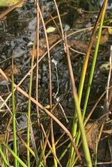 Lestidae
