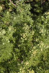 Oncosiphon suffruticosus