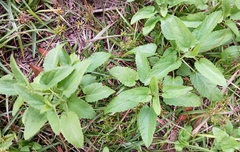Stachys floridana