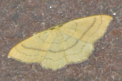 Cyclophora linearia
