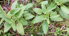 Stachys floridana