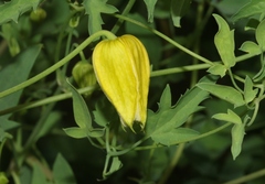 Clematis orientalis