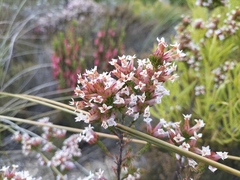 Erica walkeria