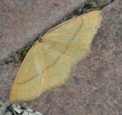Cyclophora linearia