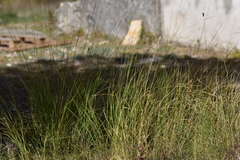 Achnatherum bromoides