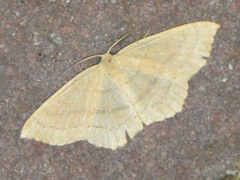 Cyclophora linearia
