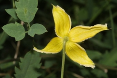 Clematis orientalis