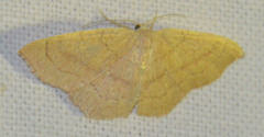 Cyclophora linearia