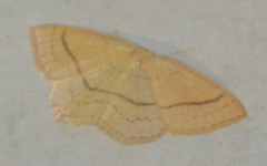 Cyclophora linearia
