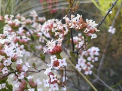Erica walkeria