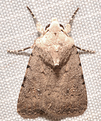 Caradrina